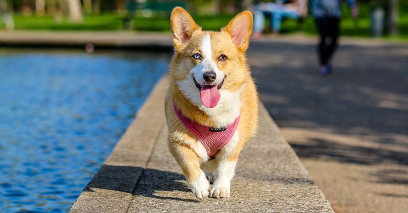 For Your Pets in Fountain Hills, AZ 