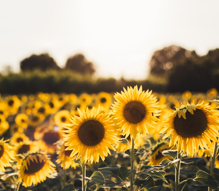 Fun Fall Activities Around Cincinnati